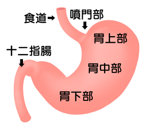 胃の解剖図