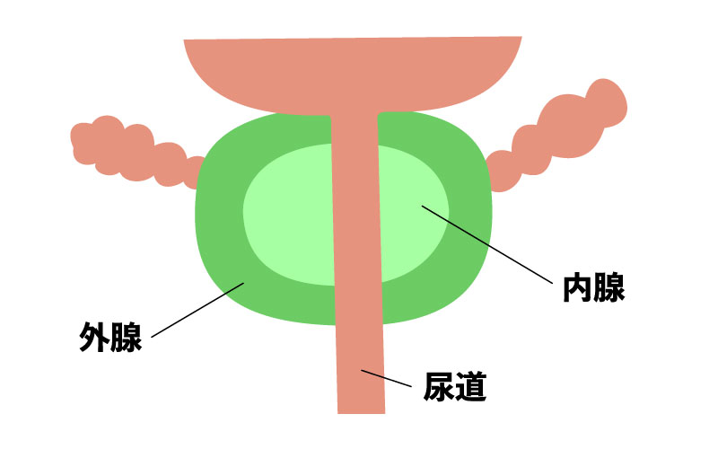 前立腺の図2
