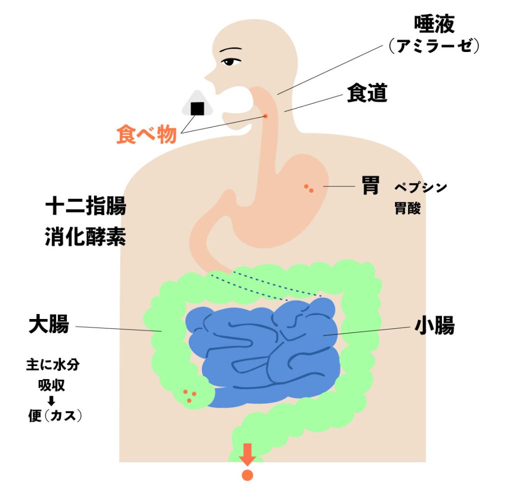 屁 が めっちゃ 出る