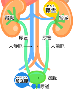 膀胱の解剖のイラスト