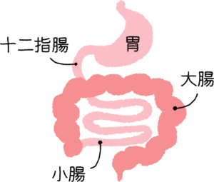 胃から大腸までの解剖図イラスト